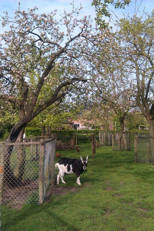 B&B De Vlinder Hardenberg Luaran gambar