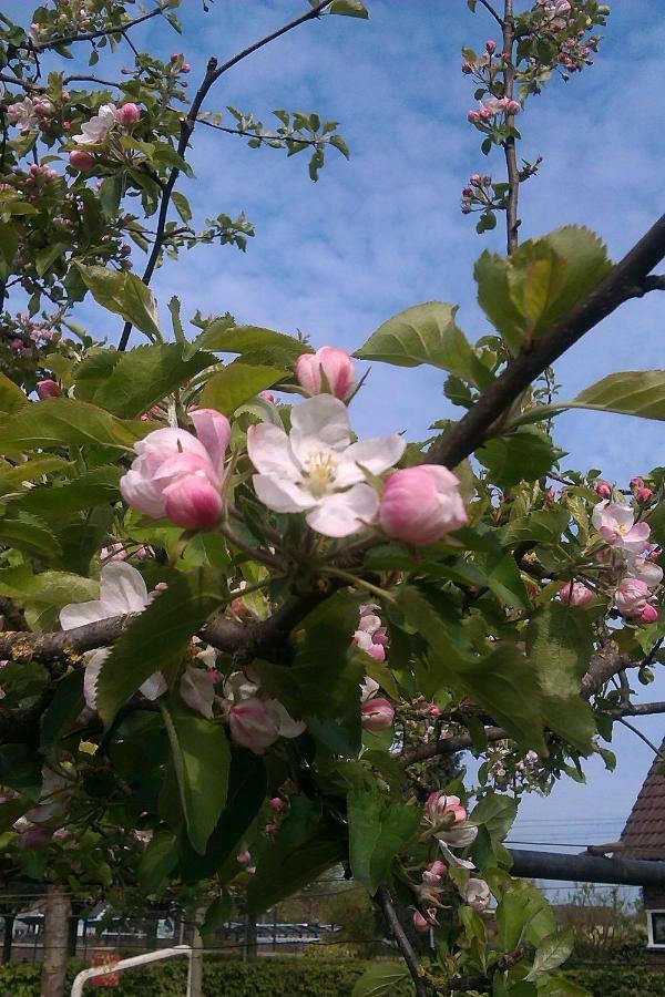 B&B De Vlinder Hardenberg Luaran gambar